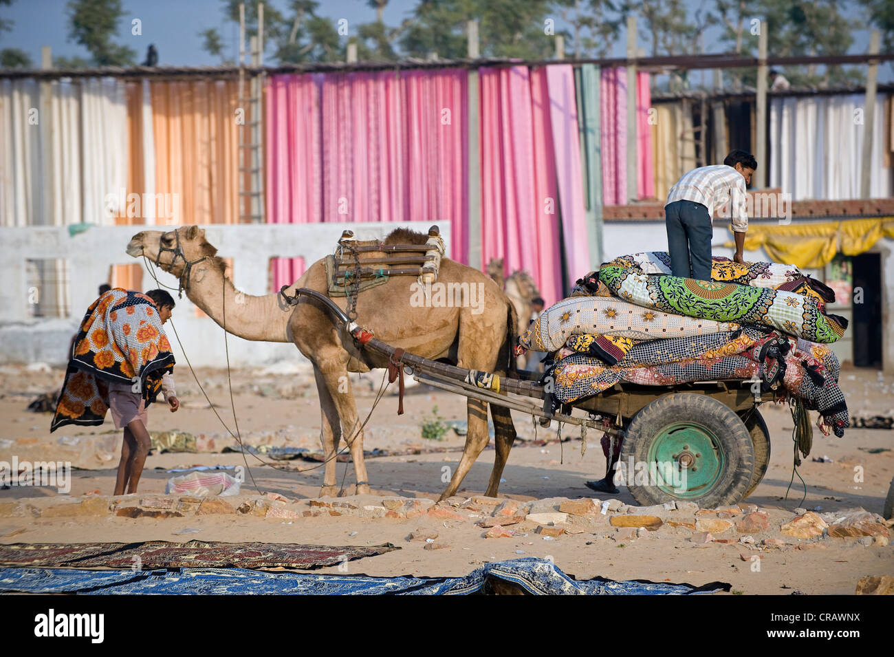 Camel tirant un chariot à roues à deux en face de tissu teint, la teinture de Sanganer près de Jaipur, Rajasthan, Inde, Asie Banque D'Images