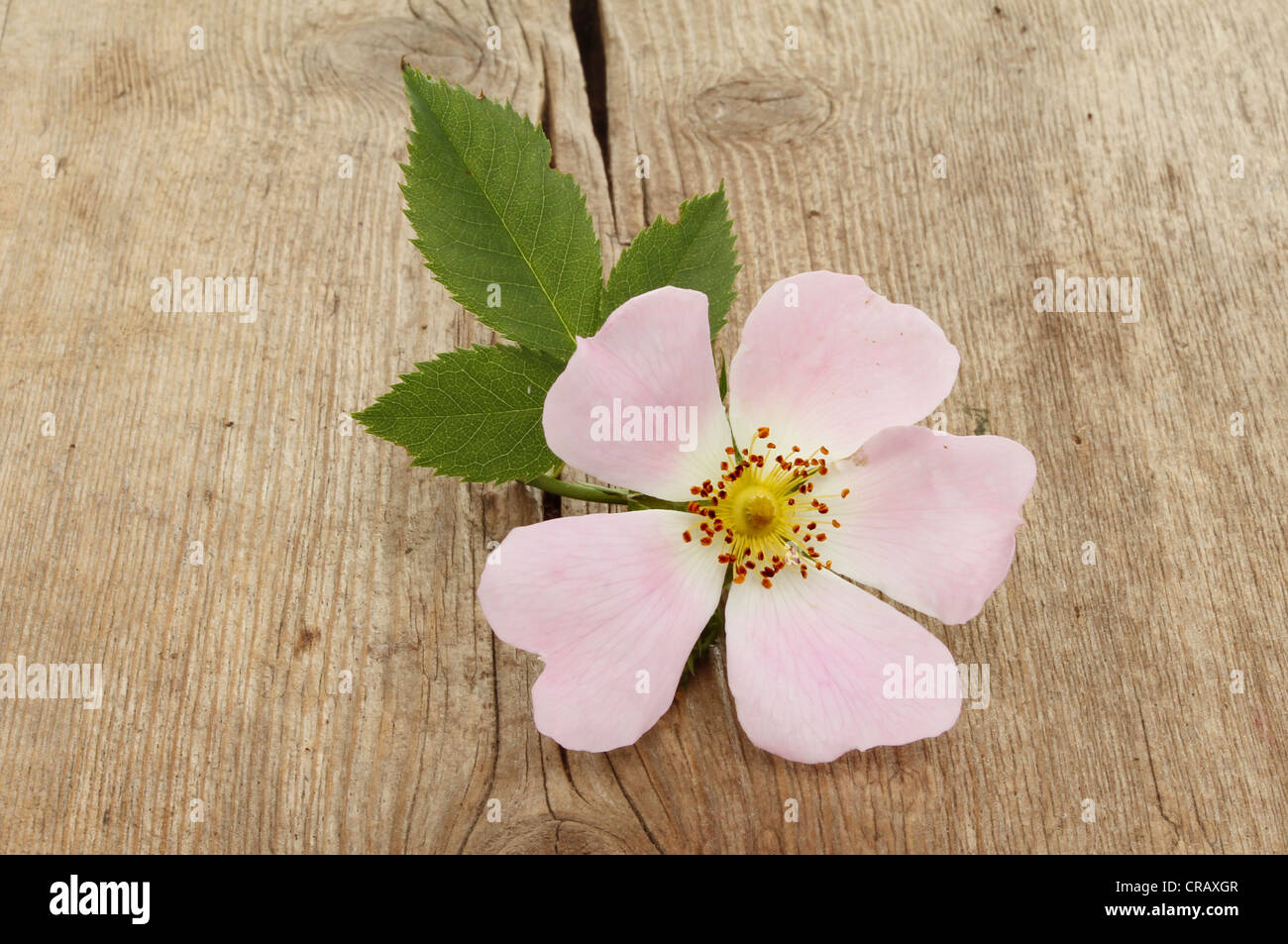 Un sauvage, dog rose sur old Weathered Wood Banque D'Images