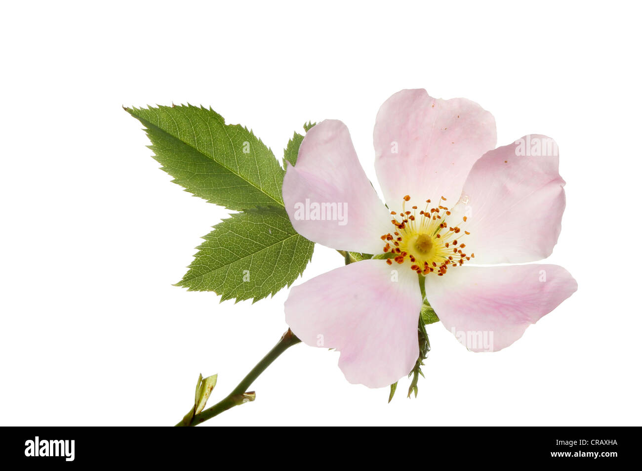 Chien sauvage ou fleur rose et de feuilles isolées contre white Banque D'Images