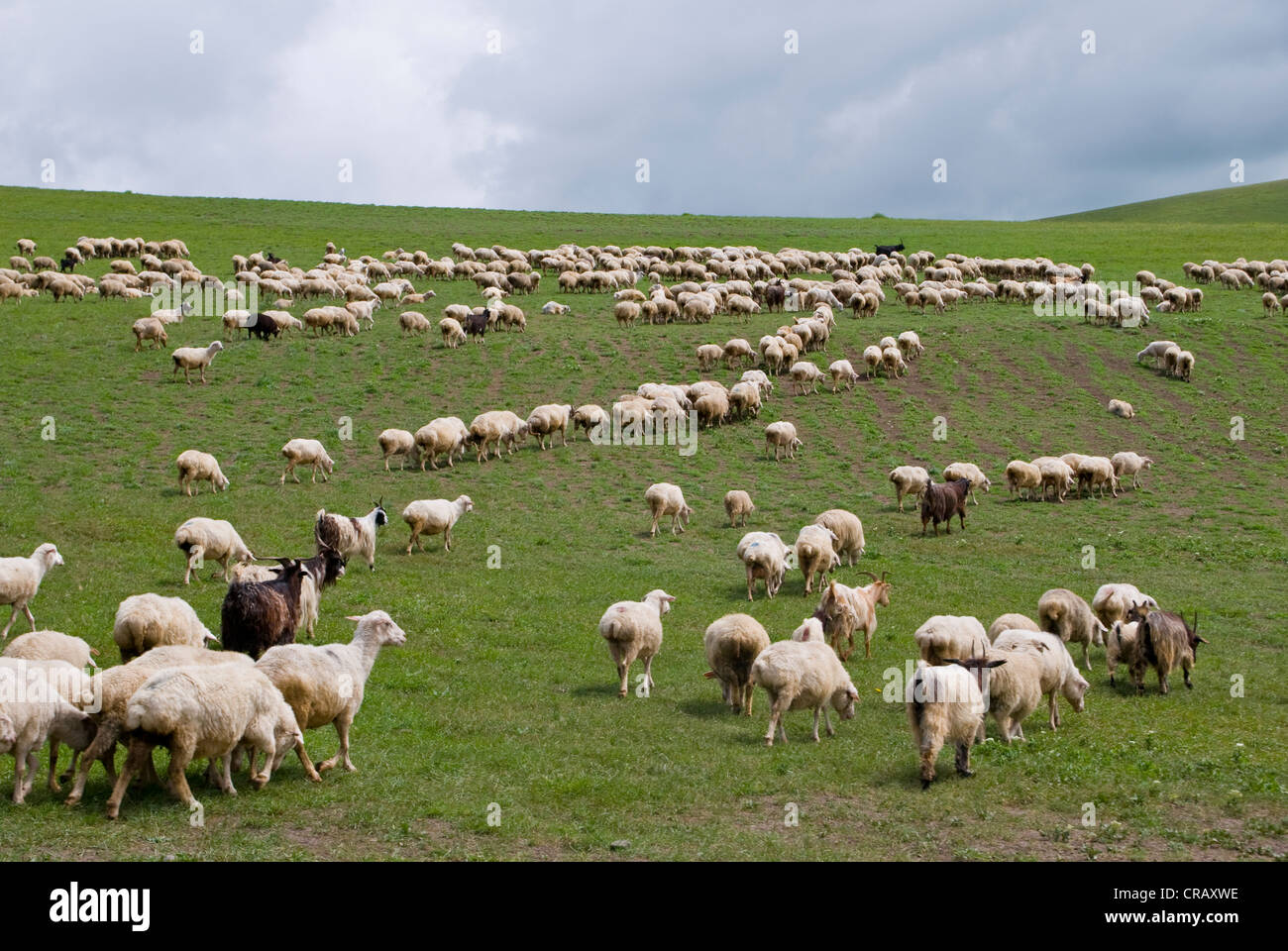 Troupeau de moutons, Davit Gareja, Géorgie, au Moyen-Orient Banque D'Images