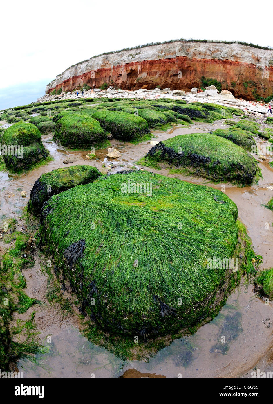 Mer rochers couverts de mauvaises herbes à marée basse avec les falaises fossilifères, stratifié à Hunstanton dans North Norfolk, Angleterre. Banque D'Images