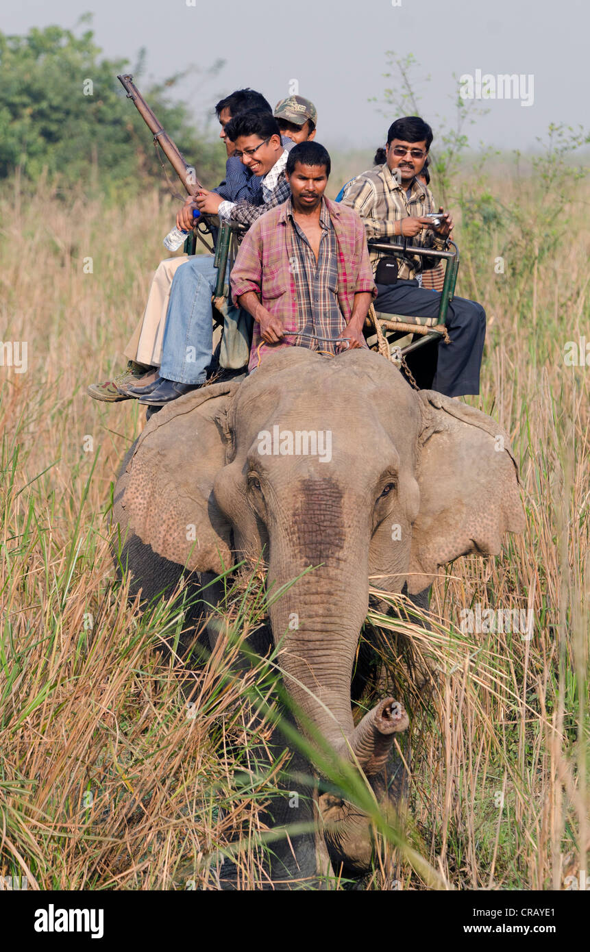 Monter sur un éléphant, le parc national de Kaziranga, Assam, Inde du nord-est, en Inde, en Asie Banque D'Images