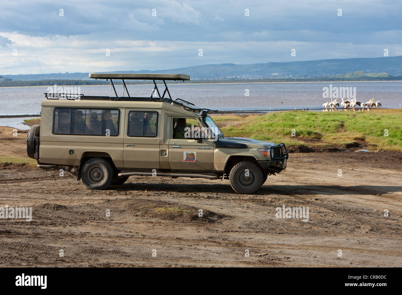 Un groupe de pélicans d'être observé à partir d'un véhicule hors route, parc national du lac Nakuru, Kenya, Afrique de l'Est, Afrique, PublicGround Banque D'Images