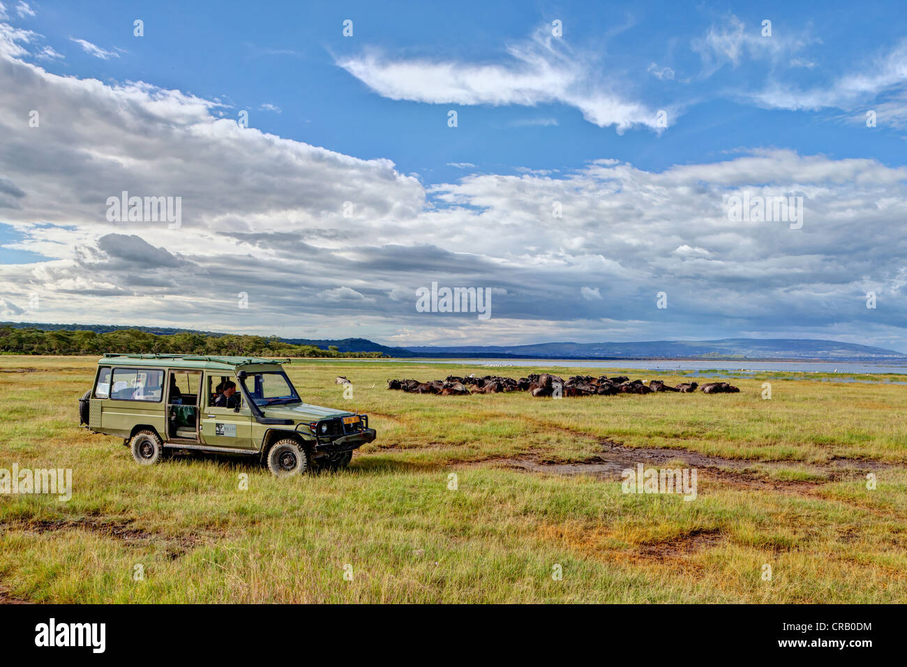 Vus en face d'un grand groupe de buffles d'Afrique (Syncerus caffer) au lac Nakuru, Parc national du lac Nakuru, Kenya Banque D'Images