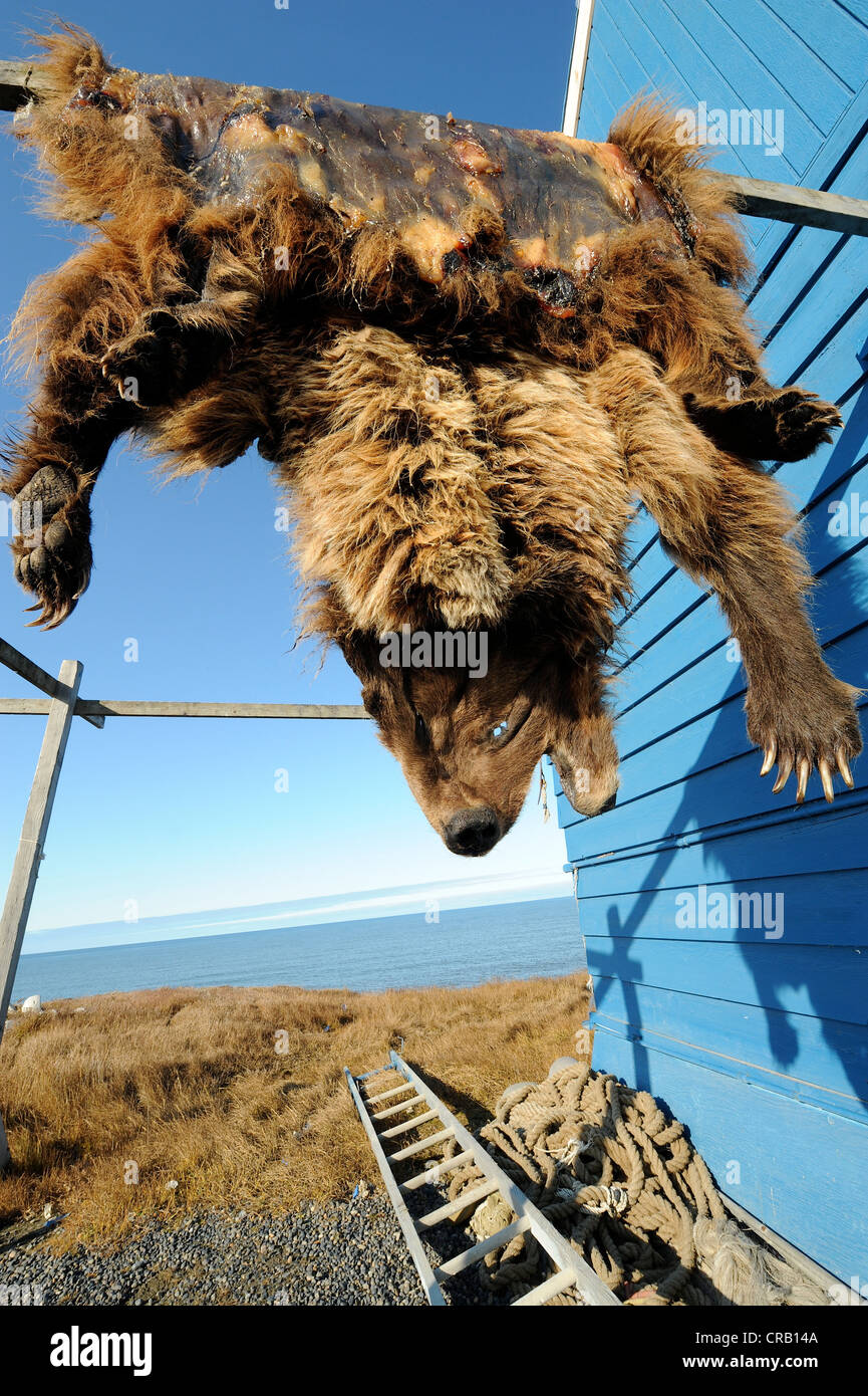 La peau de l'ours grizzli pendaison de sécher ou de guérison sur bâtiment bleu à Barrow, Alaska, États-Unis Banque D'Images