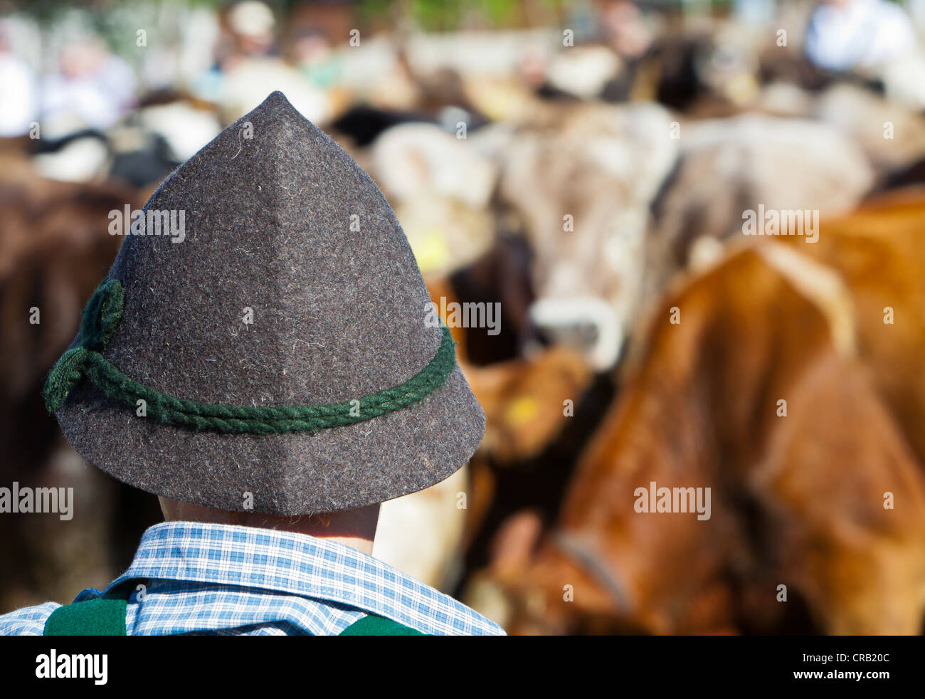Un homme portant un chapeau traditionnel de cérémonie, les vaches à  l'inspection de descendre de bêtes à l'estive, Pfronten Photo Stock - Alamy