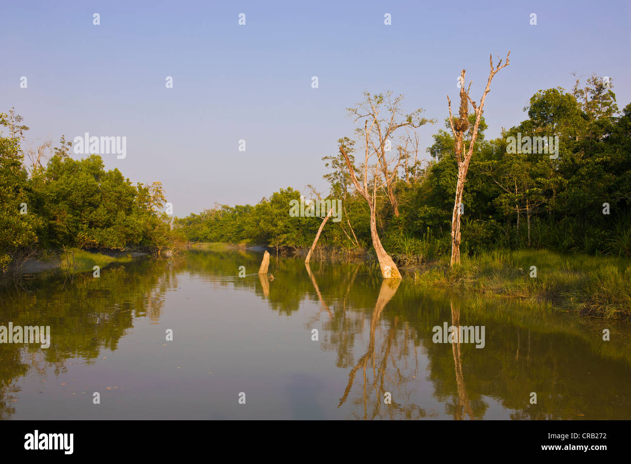 Les marais dans le patrimoine mondial de l'Asie, le Bangladesh, Sundarbans Banque D'Images
