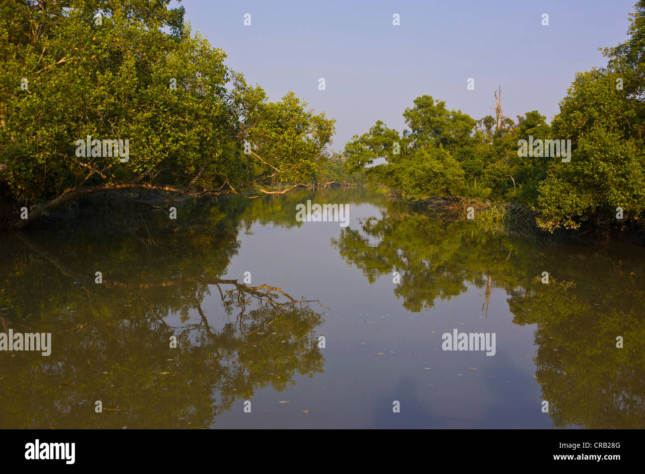 Les marais dans le patrimoine mondial de l'Asie, le Bangladesh, Sundarbans Banque D'Images