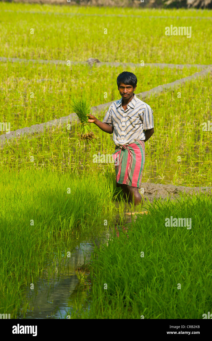 Dans un riz Banque de photographies et d’images à haute résolution - Alamy