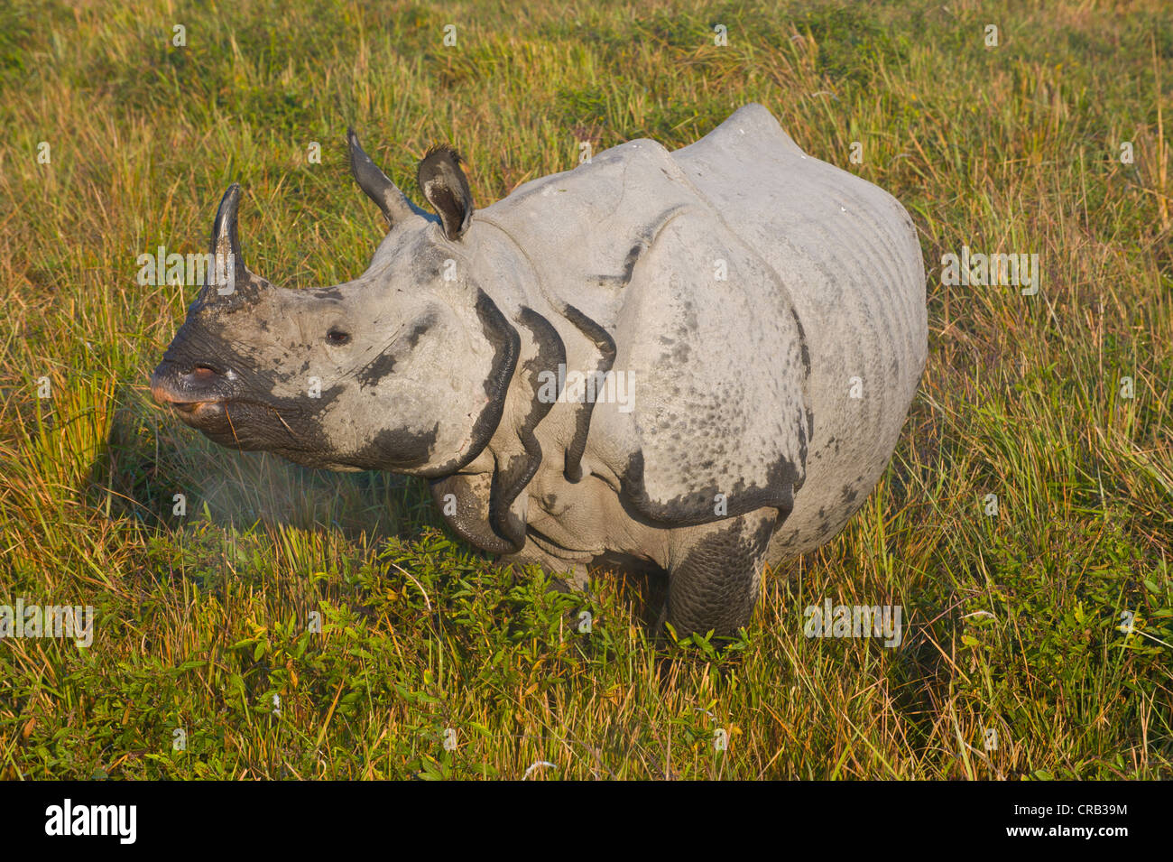 Le Rhinocéros indien (Rhinoceros unicornis) dans le site du patrimoine naturel mondial de l'UNESCO du parc national de Kaziranga, Assam Banque D'Images