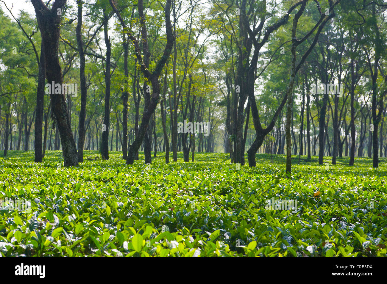 La plantation de thé de l'Assam, dans le nord-est de l'Inde, l'Inde, l'Asie Banque D'Images