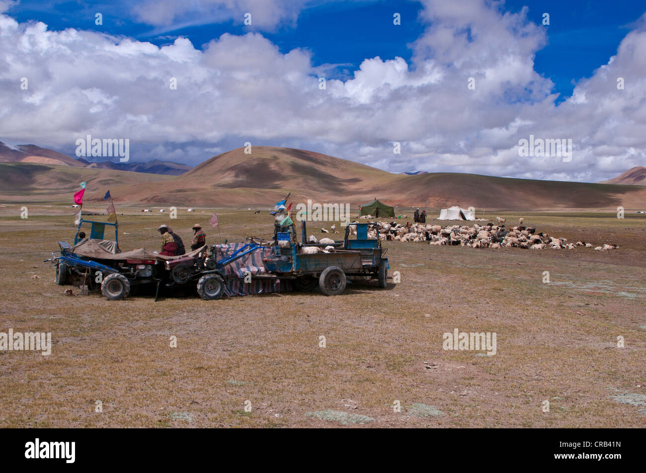 La tonte des moutons des bergers tibétains, le long de la route de Tsochen à Lhasa, Tibet occidental, le Tibet, l'Asie Banque D'Images