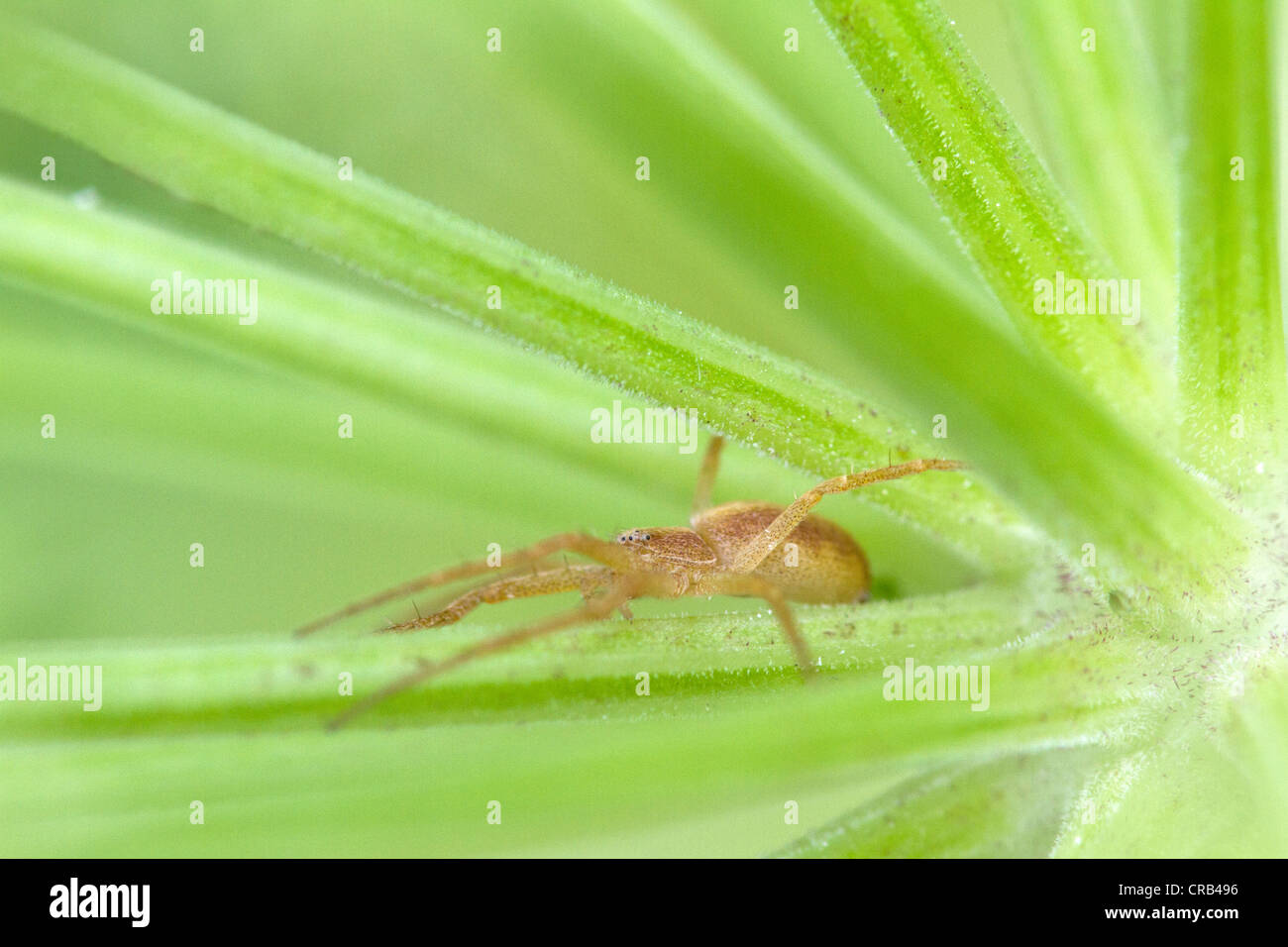 L'exécution de l'araignée crabe (Philodromidae) caché dans la tige des plantes Banque D'Images