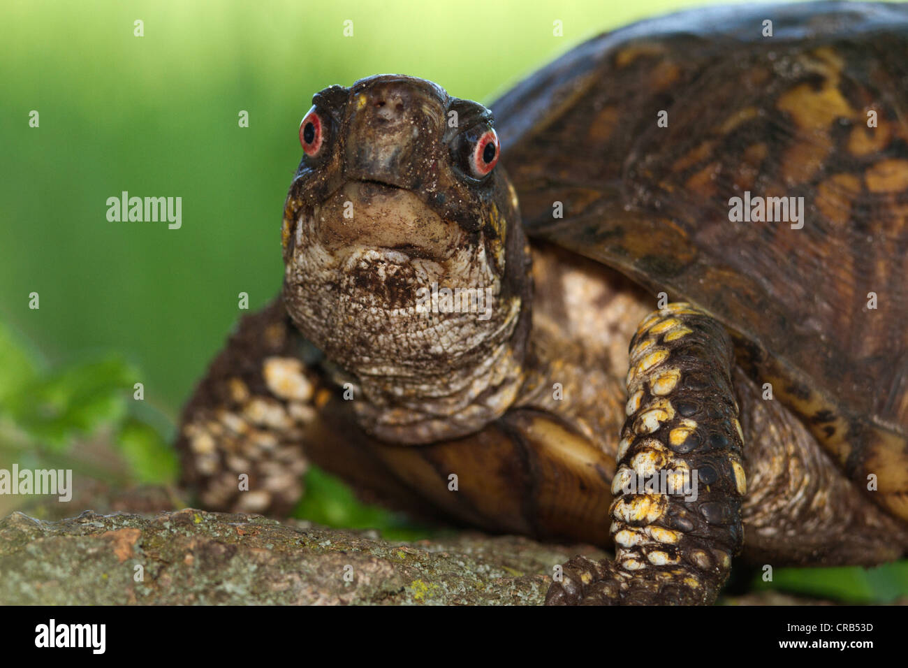 Tête d'une tortue tabatière (Terrapene carolina). Banque D'Images