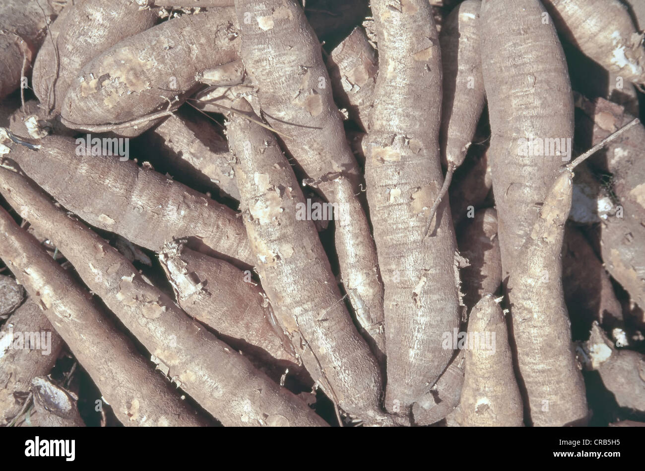 Racines de manioc récoltées, Thaïlande. Banque D'Images
