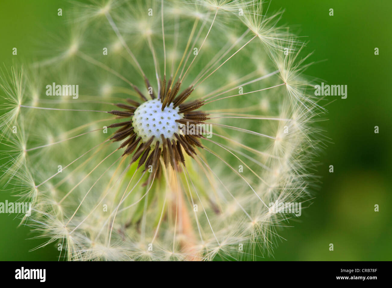 Le pissenlit est à la graine. Banque D'Images