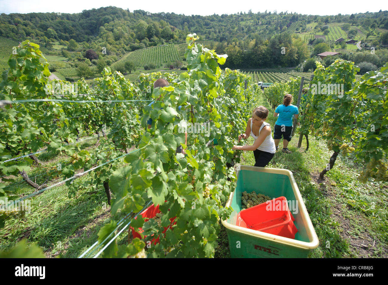 La récolte des raisins, les gens au début de millésime, les raisins Riesling, Uhlbach, Bade-Wurtemberg, Allemagne, Europe Banque D'Images