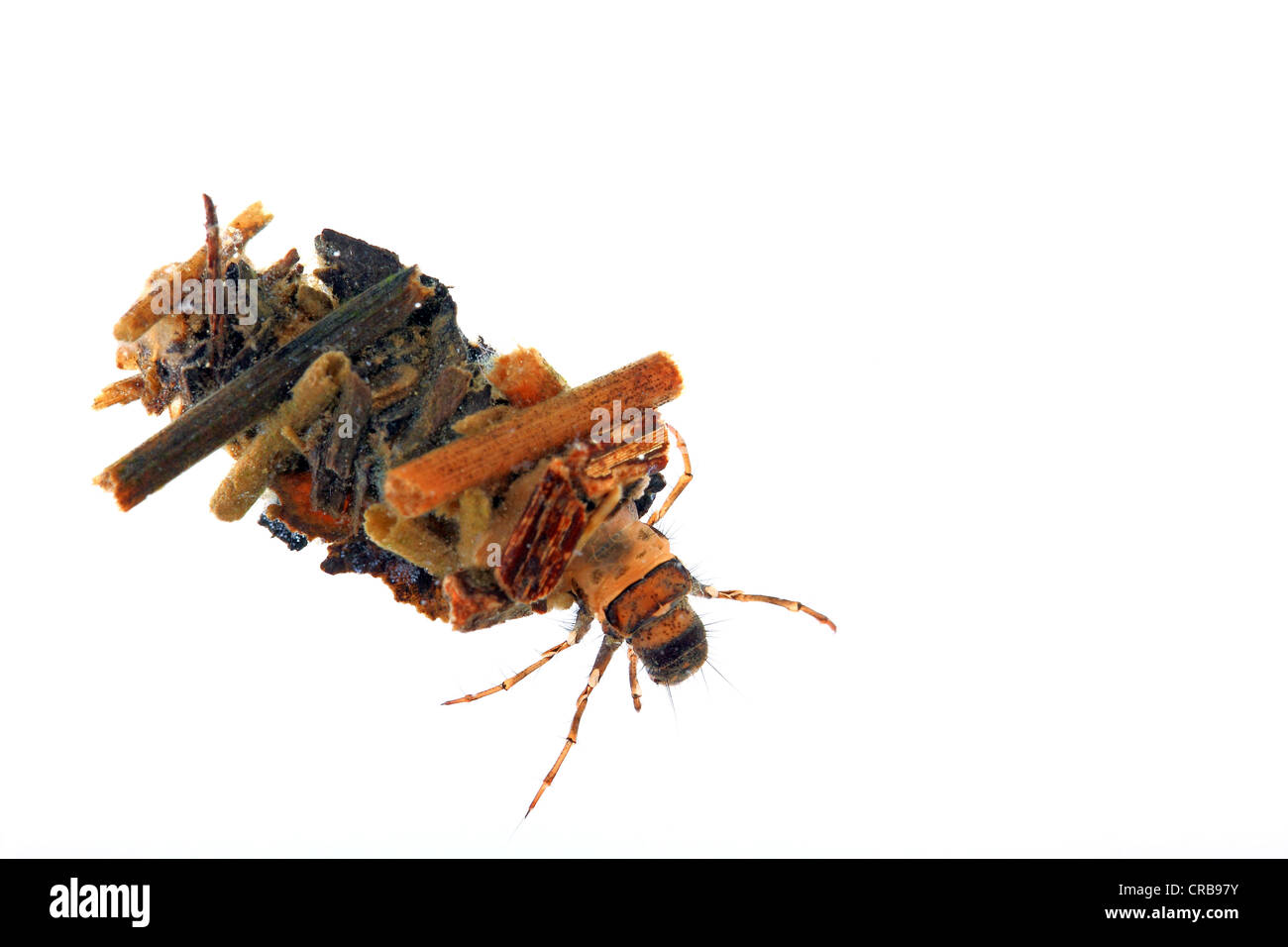 La larve de trichoptère (Trichoptères), gaine composée de bois, larve vivant sous l'eau Banque D'Images