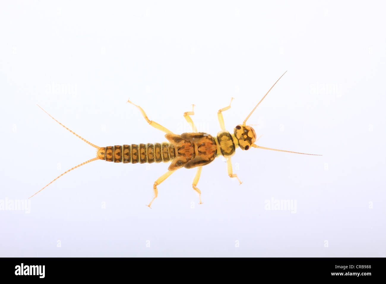 La larve de Plécoptère (Plecoptera), larves vivant sous l'eau Photo Stock Alamy
