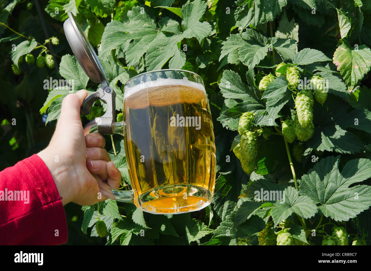 Main tenant une chope de bière ou stein dans un jardin de houblon, Mainburg, Hallertau, Bavaria, Germany, Europe Banque D'Images