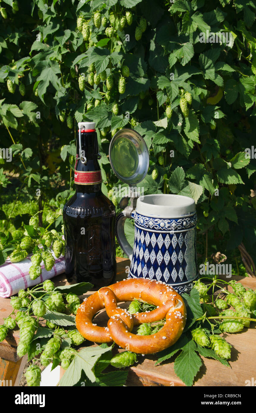 Beer mug ou stein avec le motif de losange bavarois, bouteille de bière et bretzel, dans un jardin de houblon, Mainburg, Hallertau, Bavière Banque D'Images