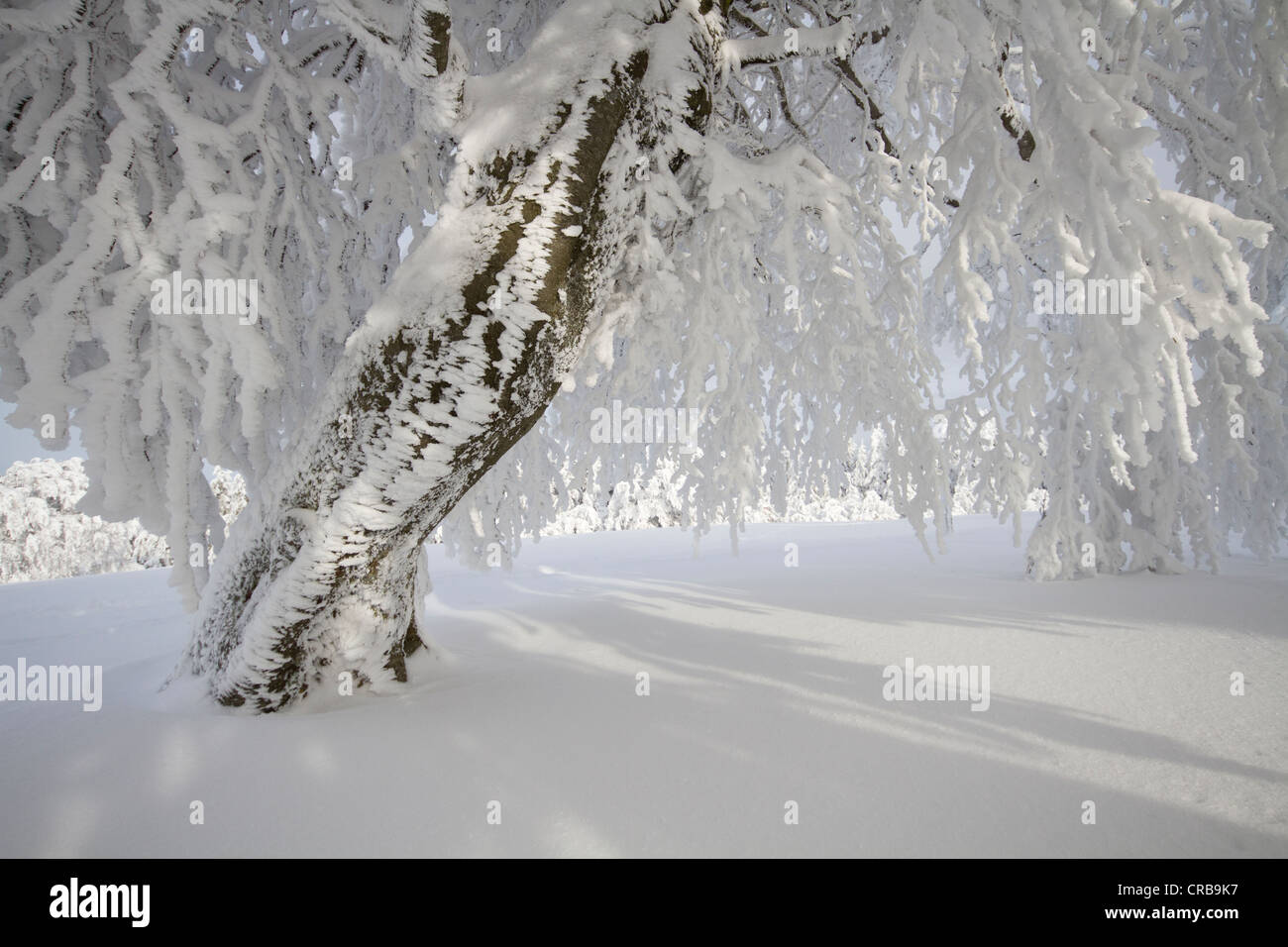 Hêtre exposée au vent avec de la gelée blanche sur le mont Schauinsland, Forêt-Noire, Bade-Wurtemberg, district de Fribourg, Allemagne, Europe Banque D'Images