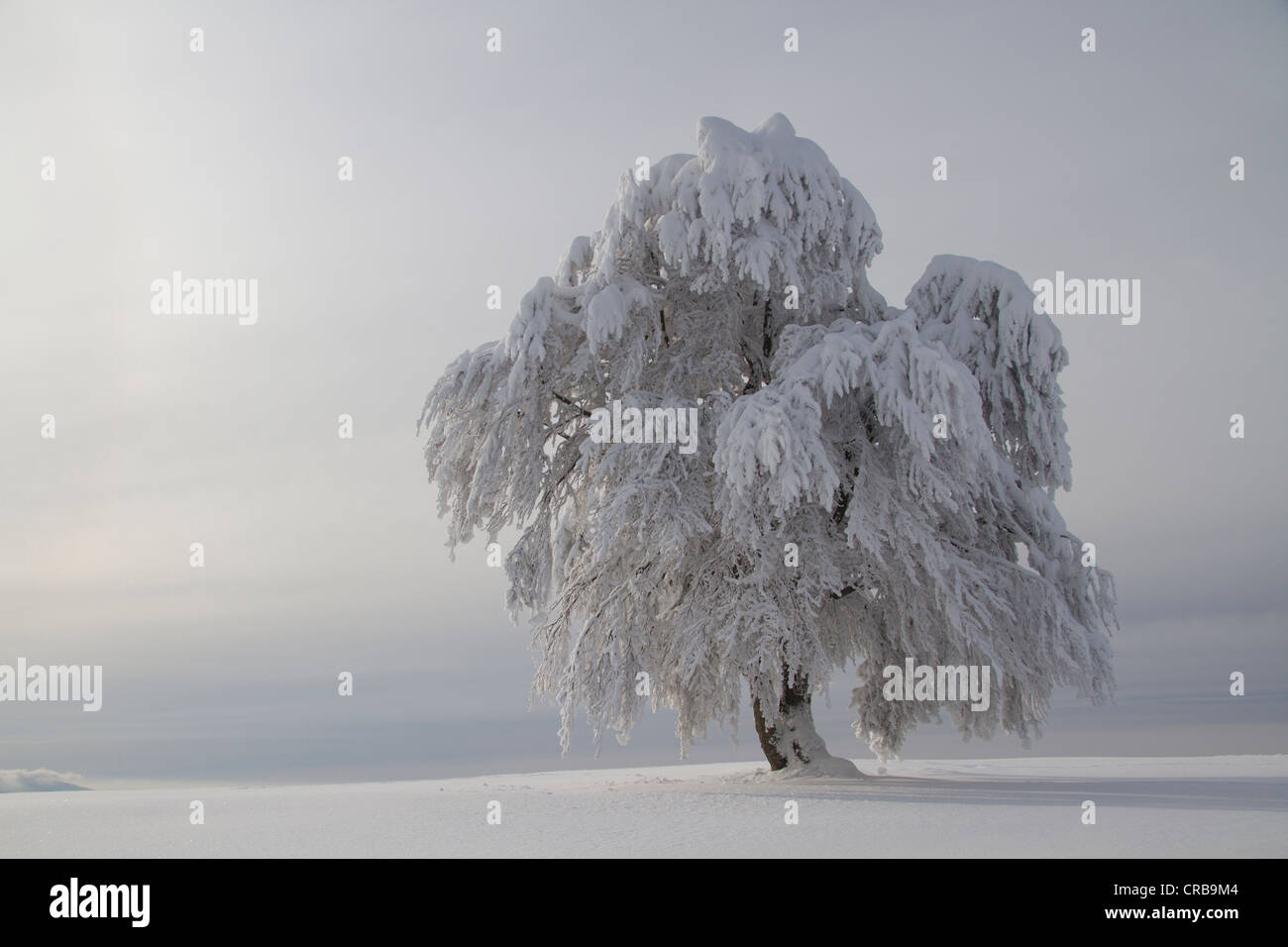 Hêtre exposée au vent avec de la gelée blanche sur le mont Schauinsland, Forêt-Noire, Bade-Wurtemberg, district de Fribourg, Allemagne, Europe Banque D'Images