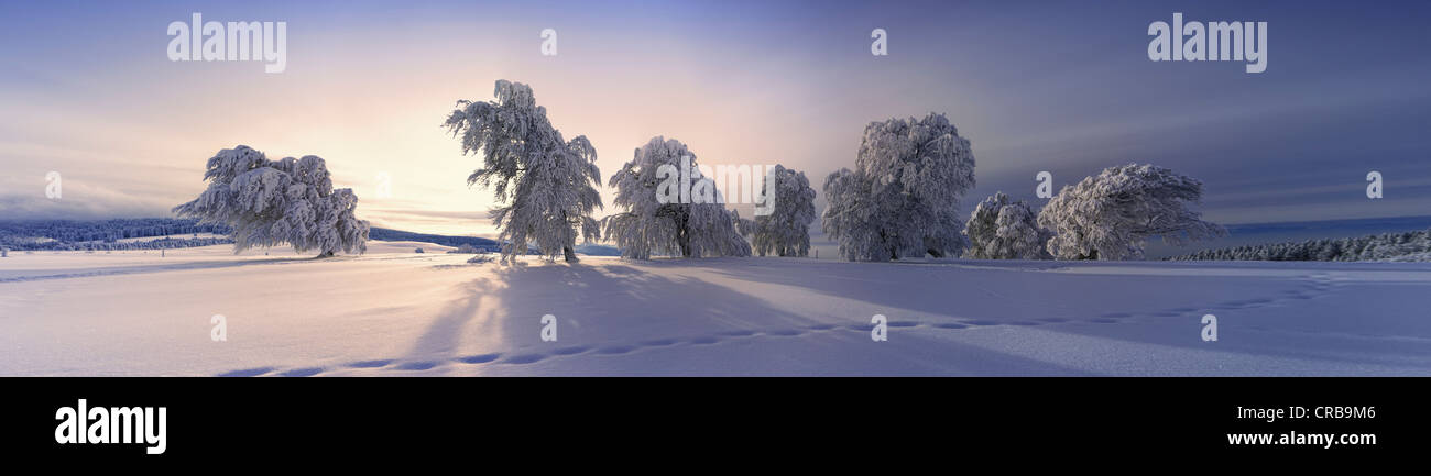 Hêtre exposée au vent avec de la gelée blanche sur le mont Schauinsland, neige, Forêt Noire, Bade-Wurtemberg, district de Fribourg Banque D'Images