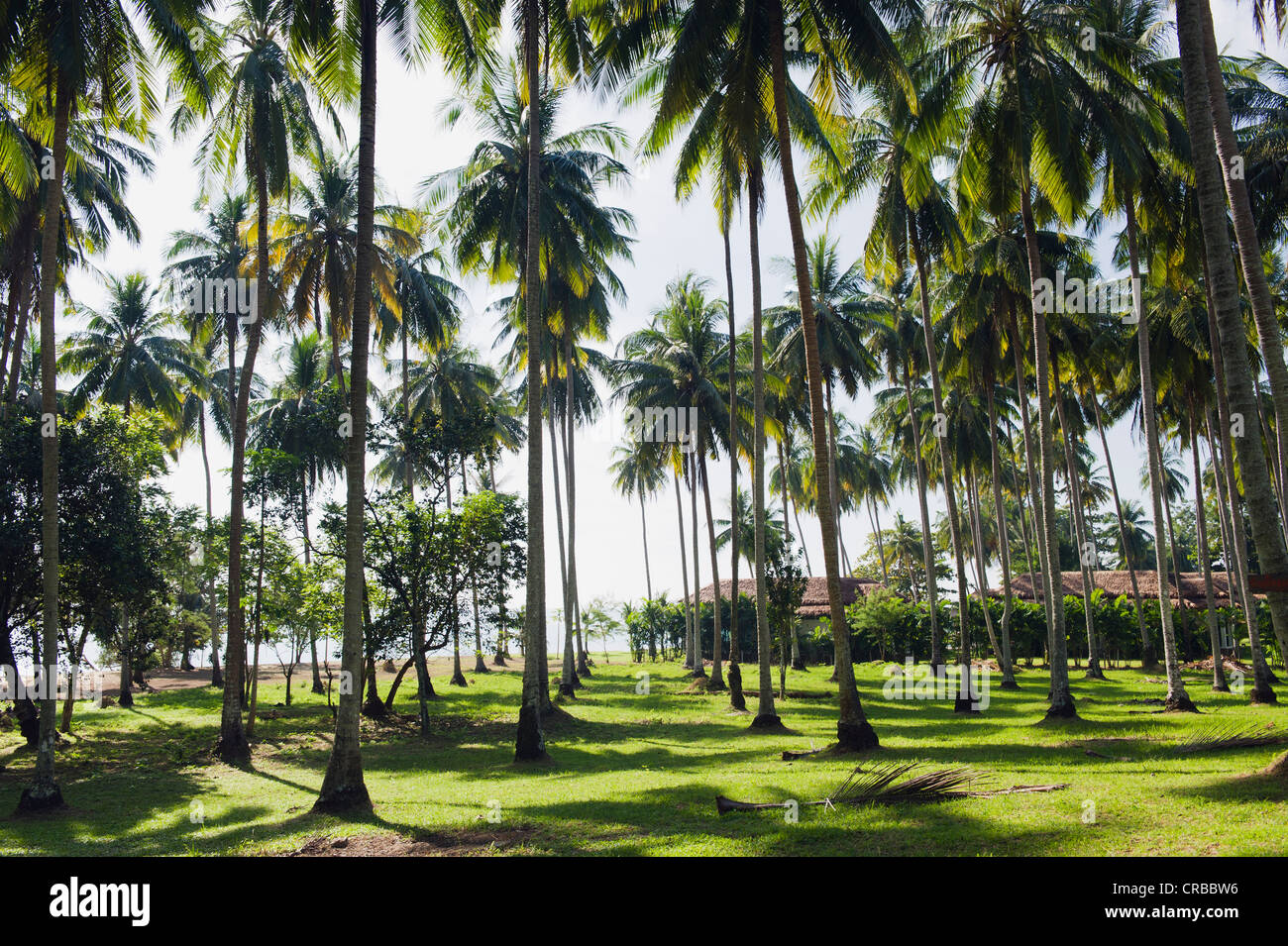 Palmiers à Long Beach, Koh Yao Noi, Phang Nga, Thaïlande, Asie du Sud, Asie Banque D'Images