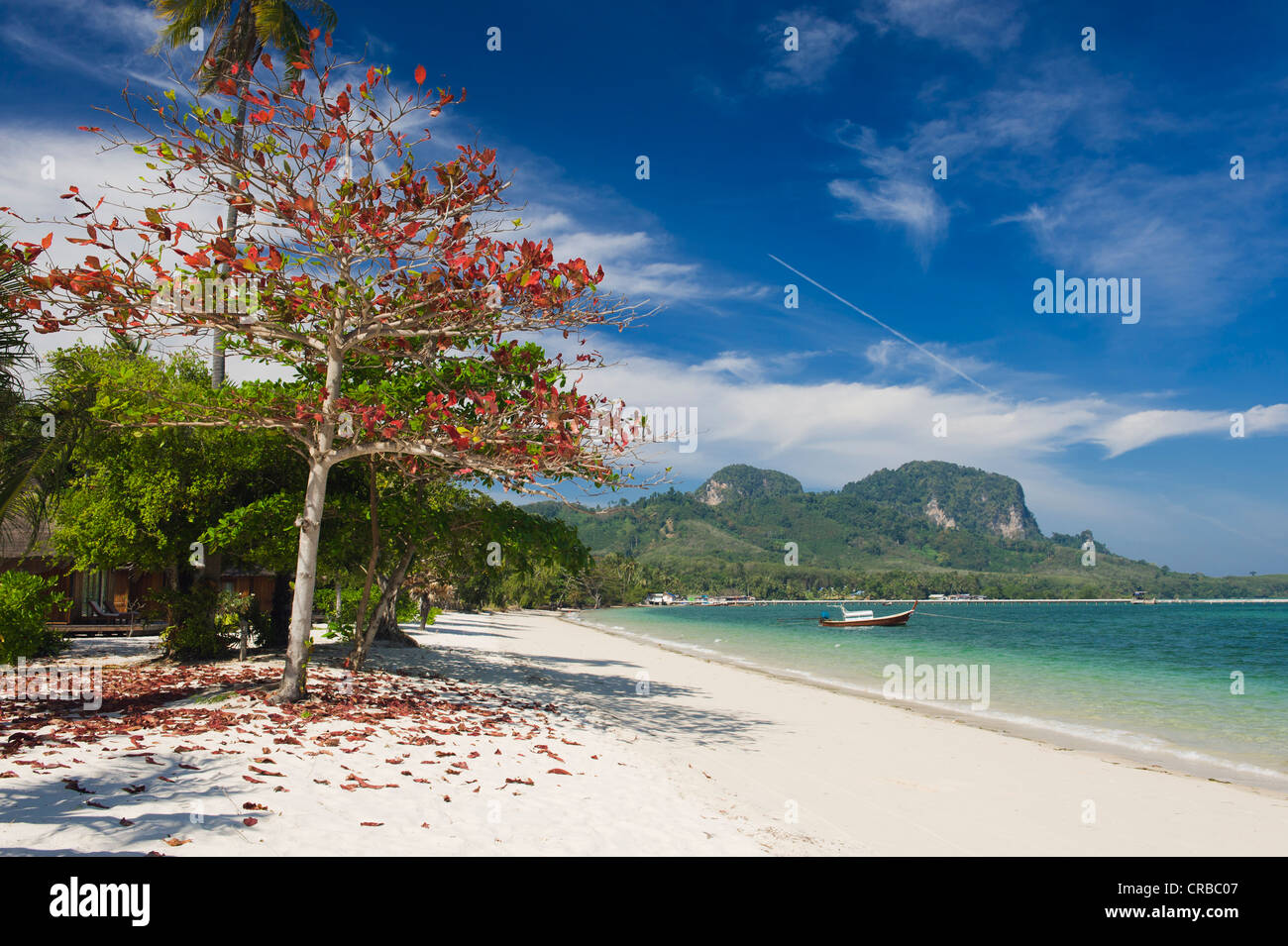 Arbre à feuilles rouge sur la plage de sable, Ko Muk ou Ko Mook island, Thaïlande, Asie du Sud-Est Banque D'Images
