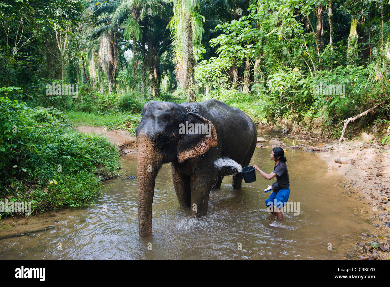 Éléphant d'Asie (Elaphus maximus) dans la jungle, le parc national de Khao Phanom Bencha, Krabi, Thaïlande, Asie Banque D'Images