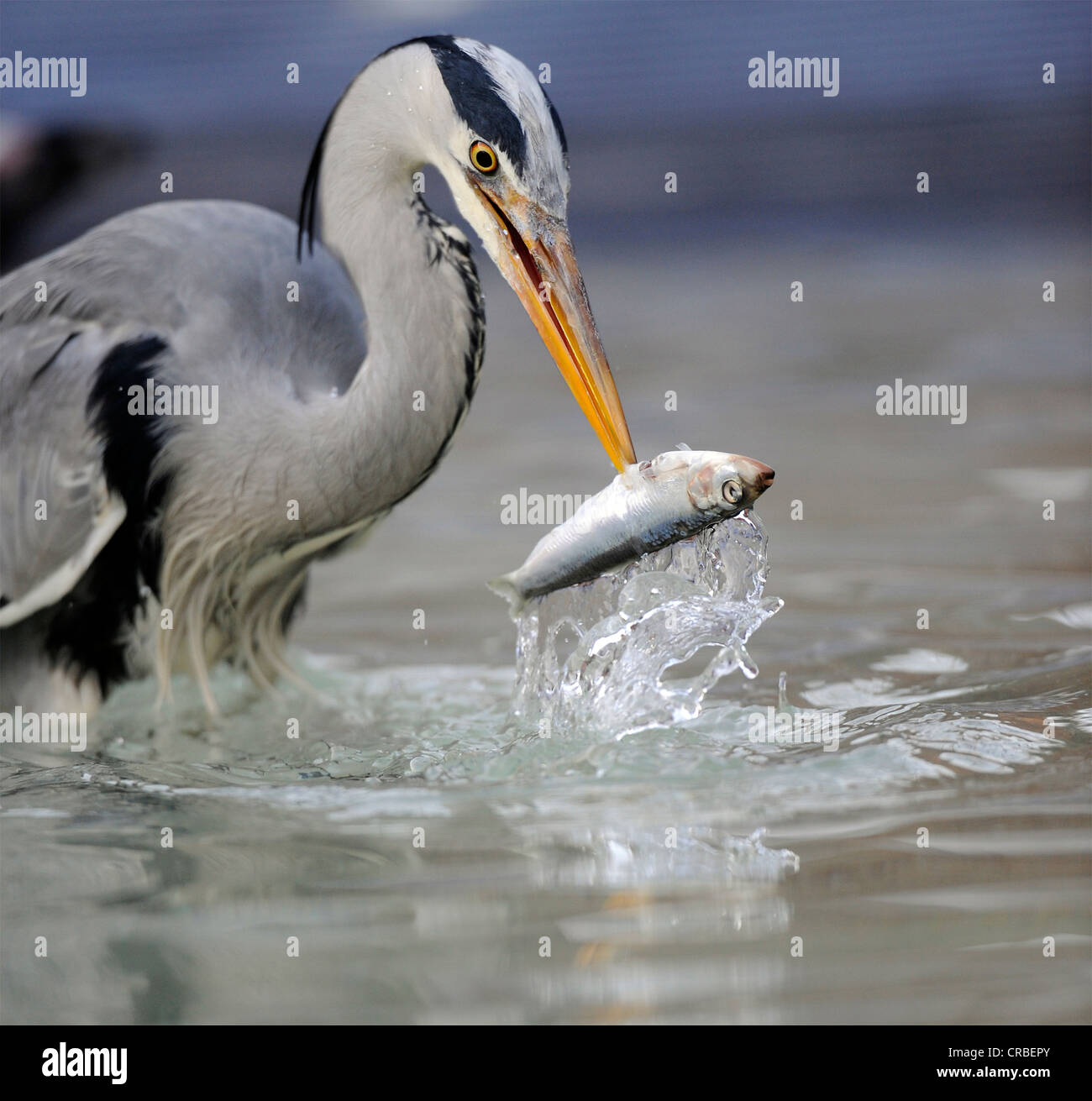 Héron cendré (Ardea cinerea) dans un environnement urbain, à se nourrir de poissons, Stuttgart, Bade-Wurtemberg, Allemagne, Europe Banque D'Images