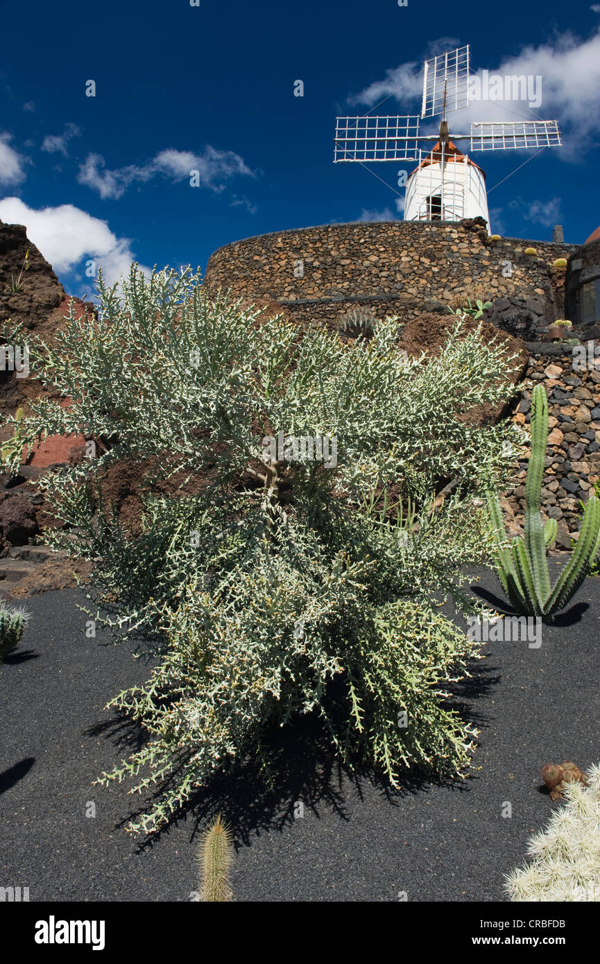 Moulin à vent, jardin de cactus, un cactus jardin construite par l'artiste César Manrique, Guatiza, Lanzarote, îles Canaries, Espagne Banque D'Images