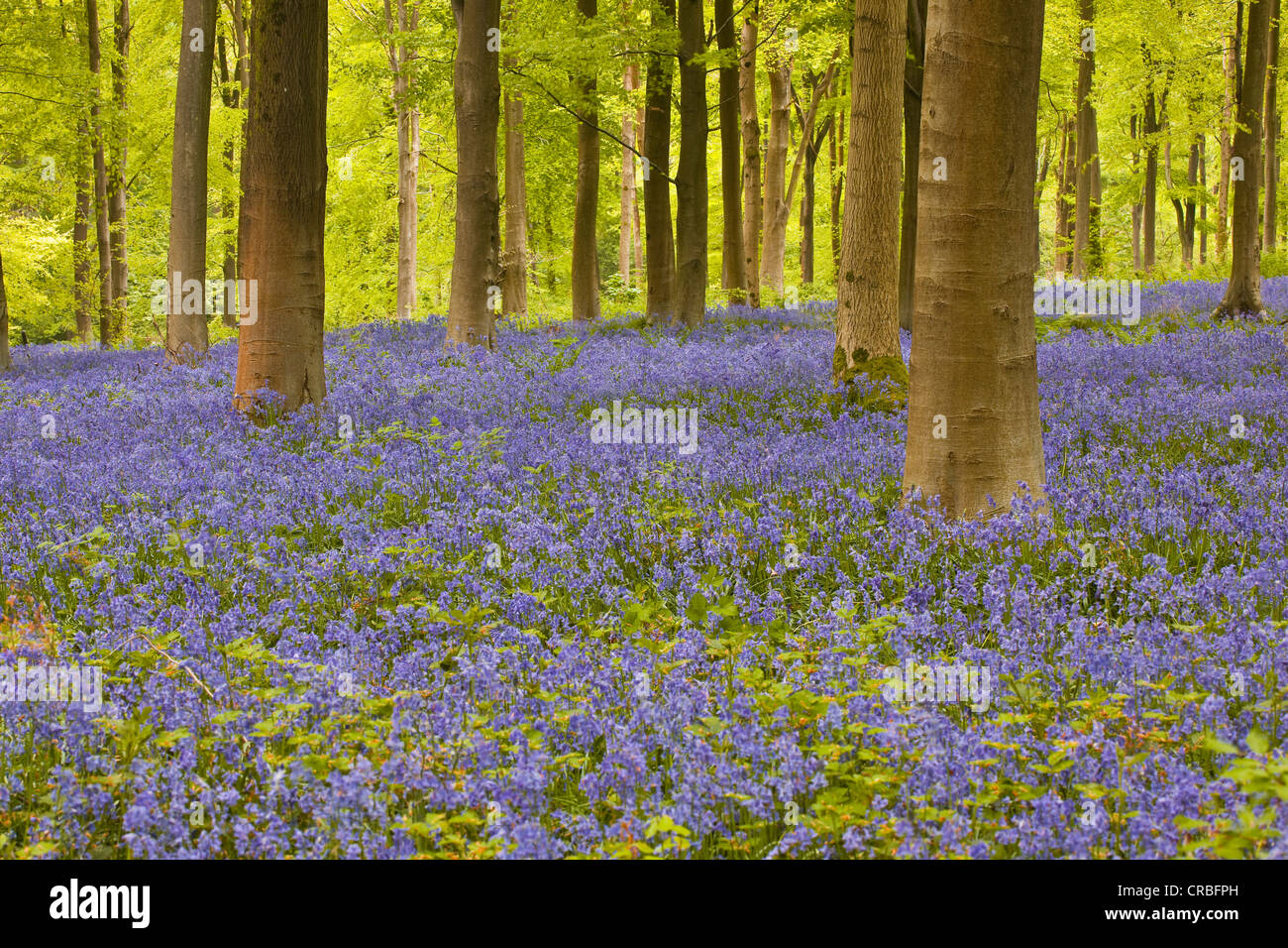 Bluebells couvrir West Woods, Wiltshire, Angleterre, Royaume-Uni. Banque D'Images