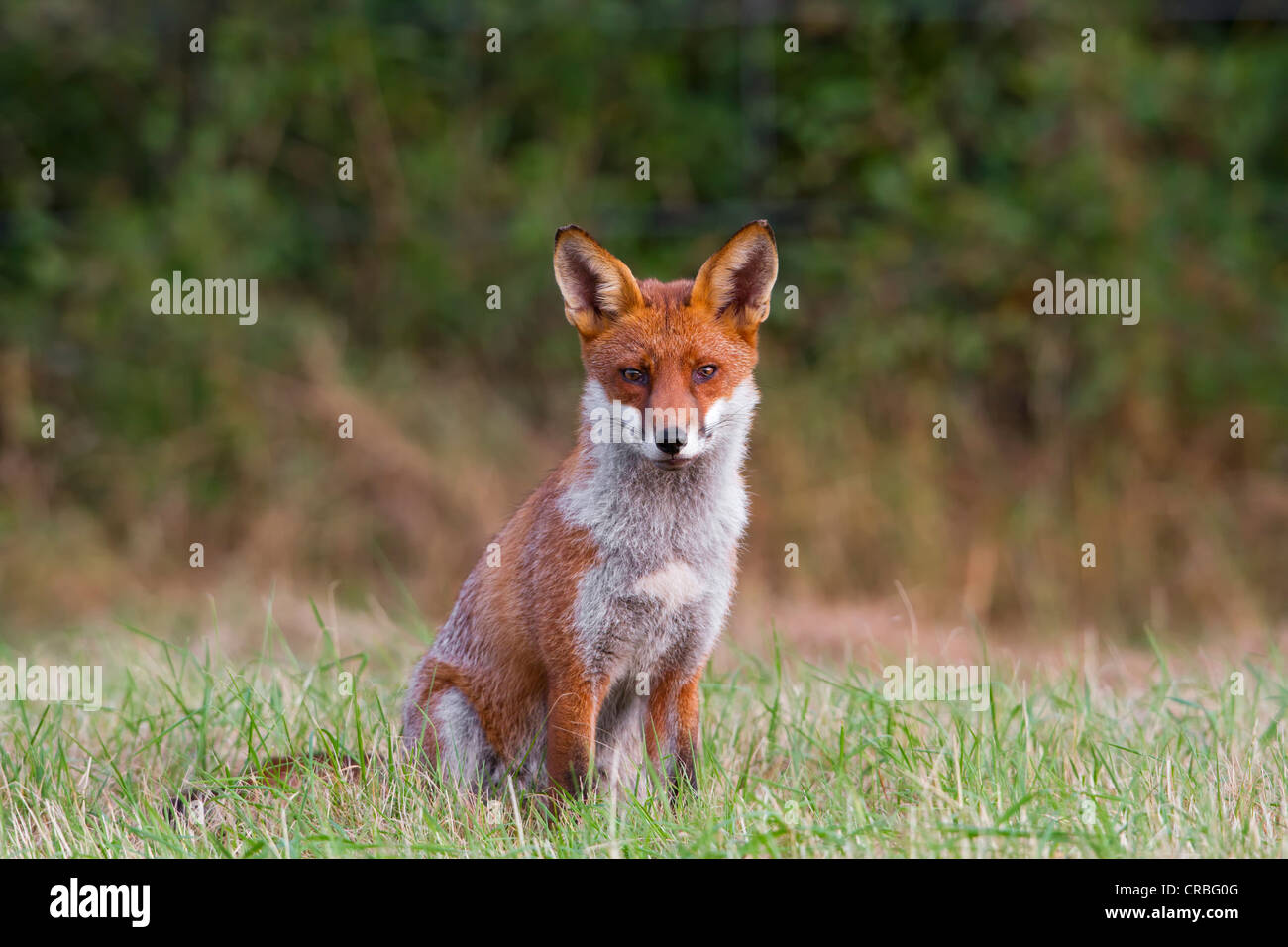 Le renard roux (Vulpes vulpes), dans l'herbe, Angleterre du Sud-Est, Royaume-Uni, Europe Banque D'Images