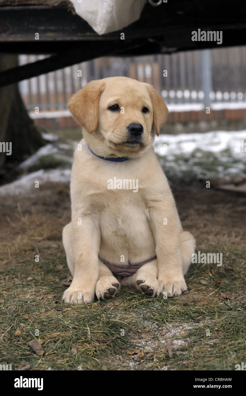 Tres Jeunes Chiots Labrador Blonds Banque D Image Et Photos Alamy