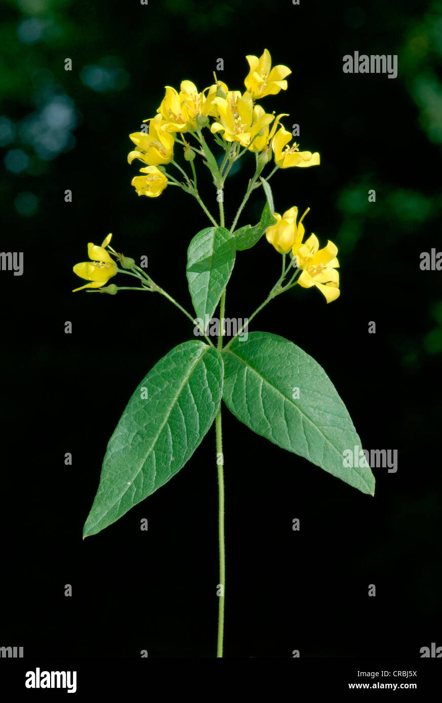 YELLOW LOOSESTRIFE Lysimachia vulgaris (Primulaceae) Banque D'Images