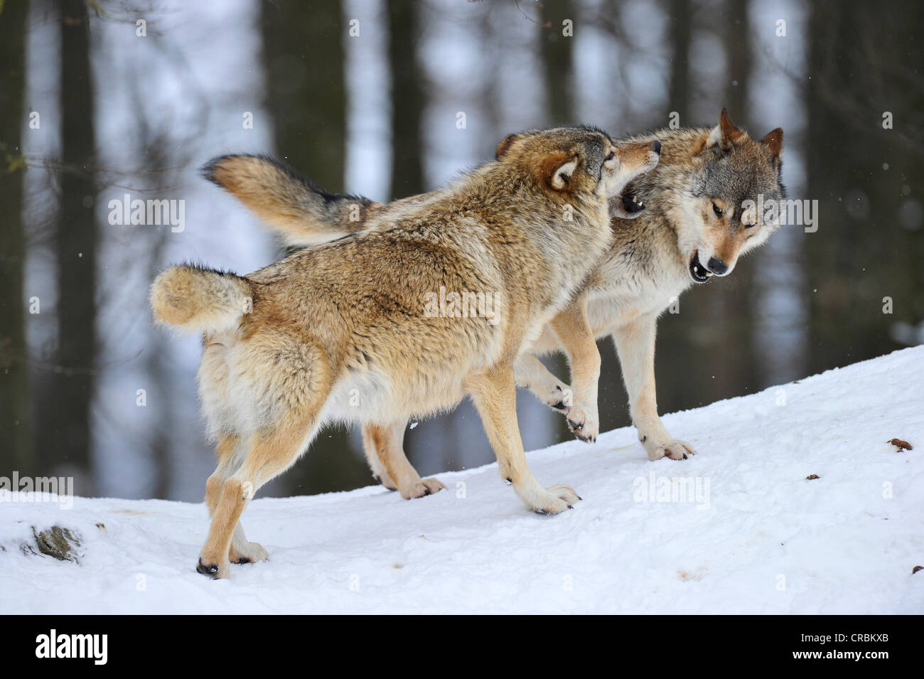 Les loups de la vallée du Mackenzie, les loups (Canis lupus occidentalis), les jeunes jouant dans la neige Banque D'Images
