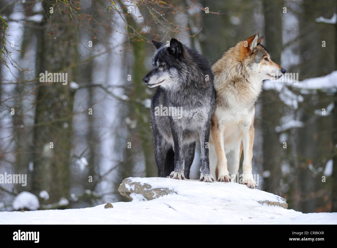 Les loups du Mackenzie, loup de l'Est canadien, wolf (Canis lupus occidentalis) dans la neige, sur la garde côtière canadienne Banque D'Images