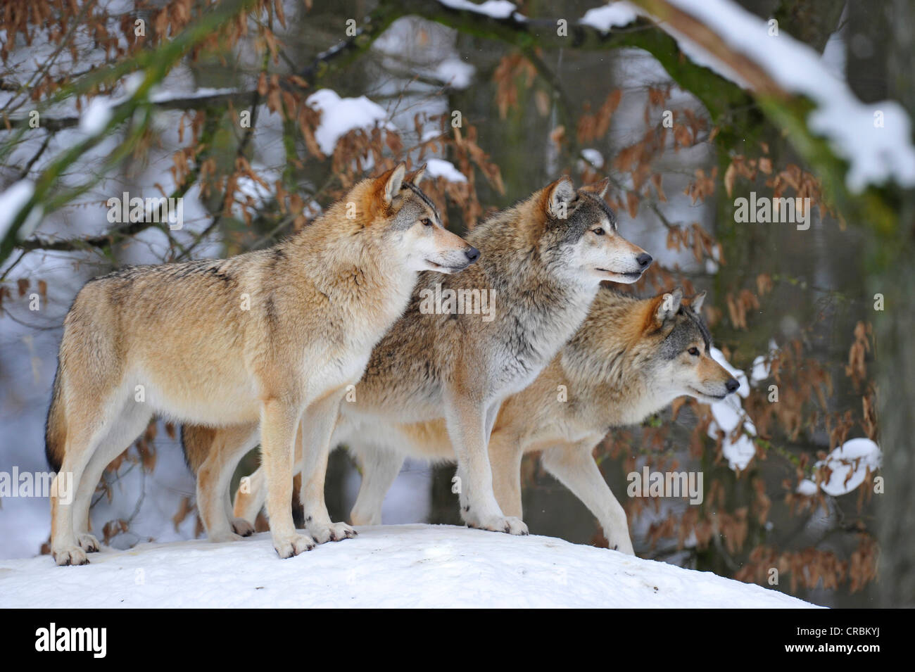 Les loups du Mackenzie, loup de l'Est canadien, wolf (Canis lupus occidentalis) dans la neige, sur la garde côtière canadienne Banque D'Images