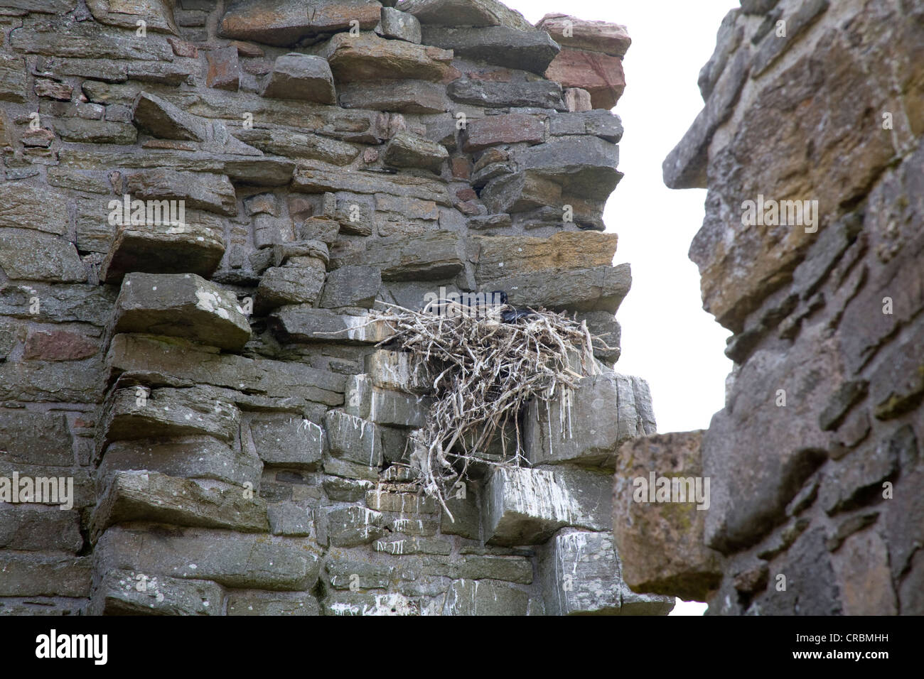 L'île d'Orkney Westray Ecosse un Corbeau nichent sur les murs d'un château en ruines Banque D'Images