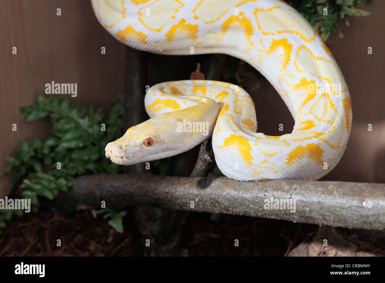 Python réticulé d'Indonésie Photo Stock - Alamy