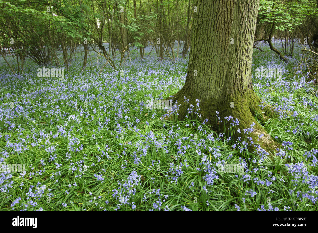 Non-Hycanithoides BLUEBELL scripta (Liliaceae) Banque D'Images