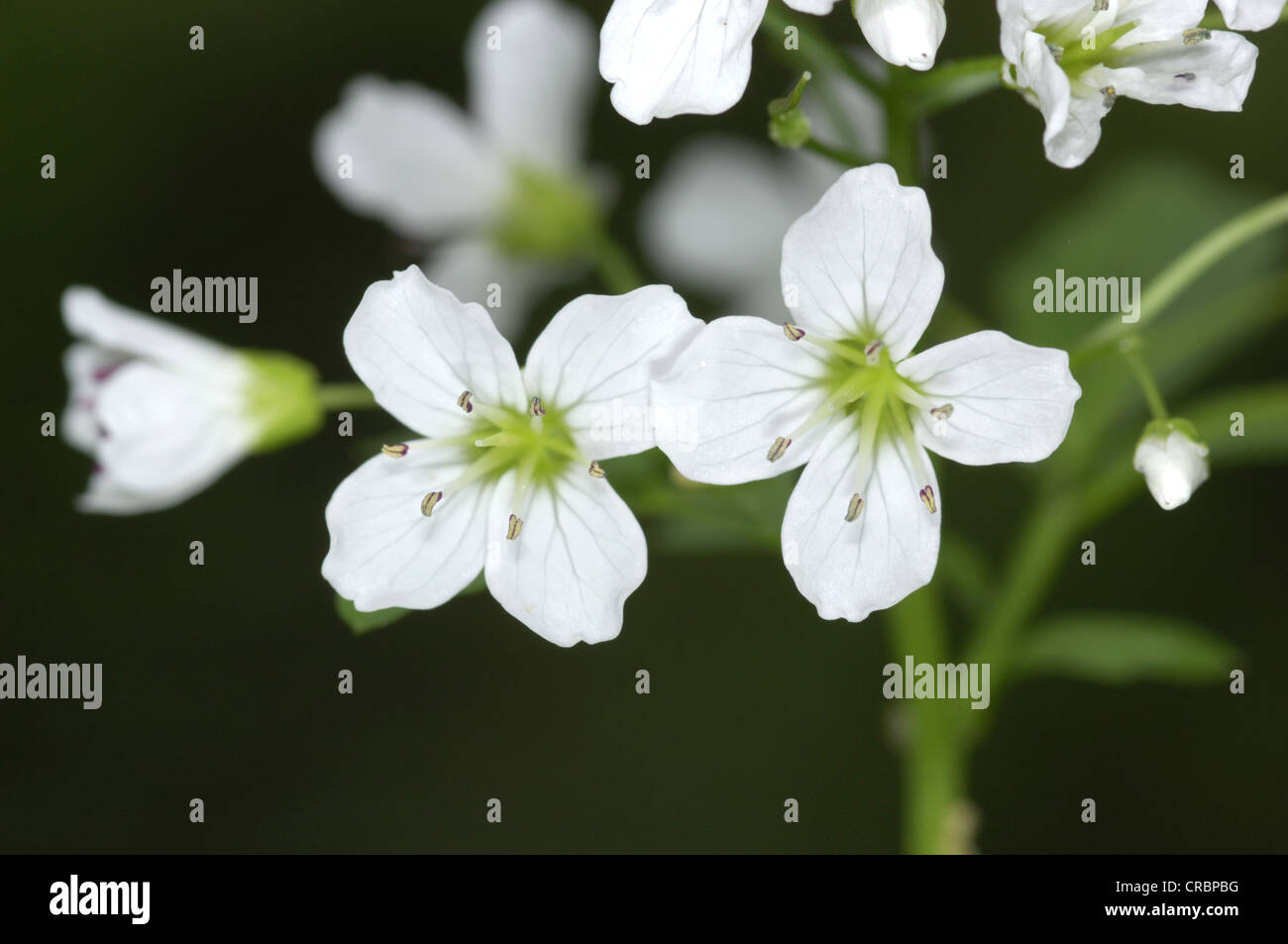 Grand BITTER-CRESS Cardamine amara (Brassicaceae) Banque D'Images