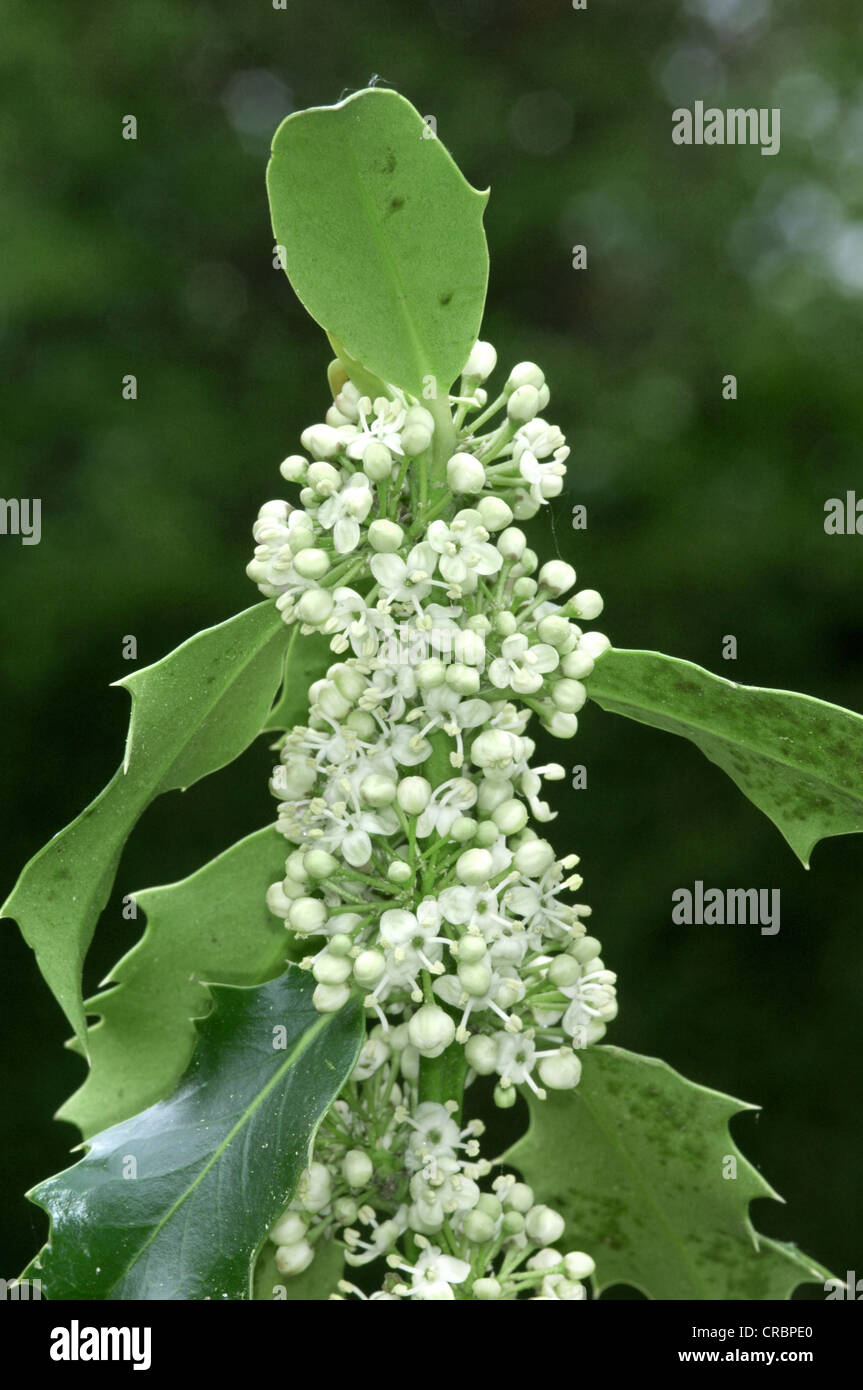 HOLLY Ilex aquifolium (Aquifoliaceae) Banque D'Images