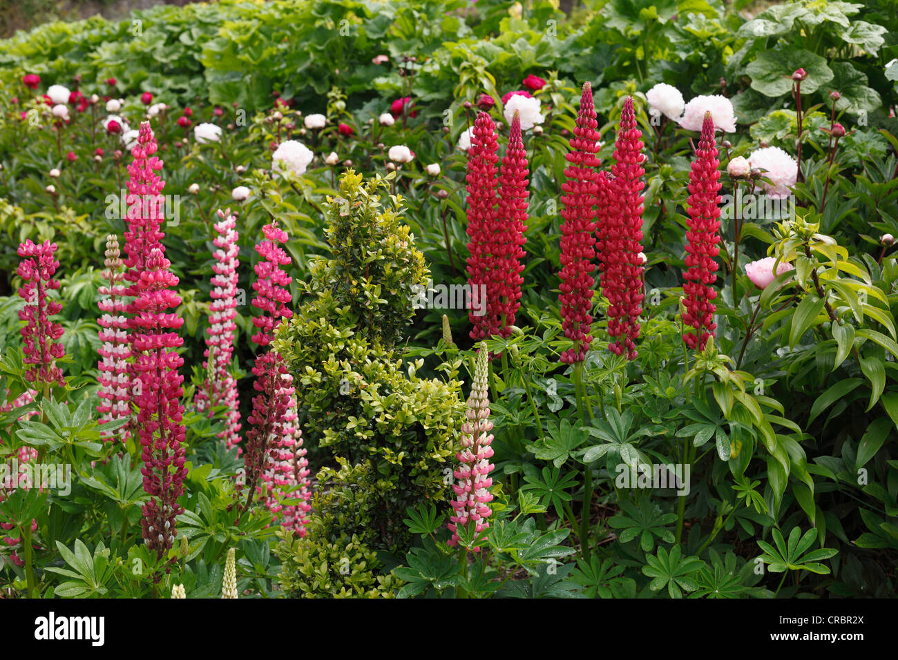 Lupins (Lupinus), Jardins du Château de Glenveagh, le parc national de Glenveagh, comté de Donegal, Irlande, Europe Banque D'Images