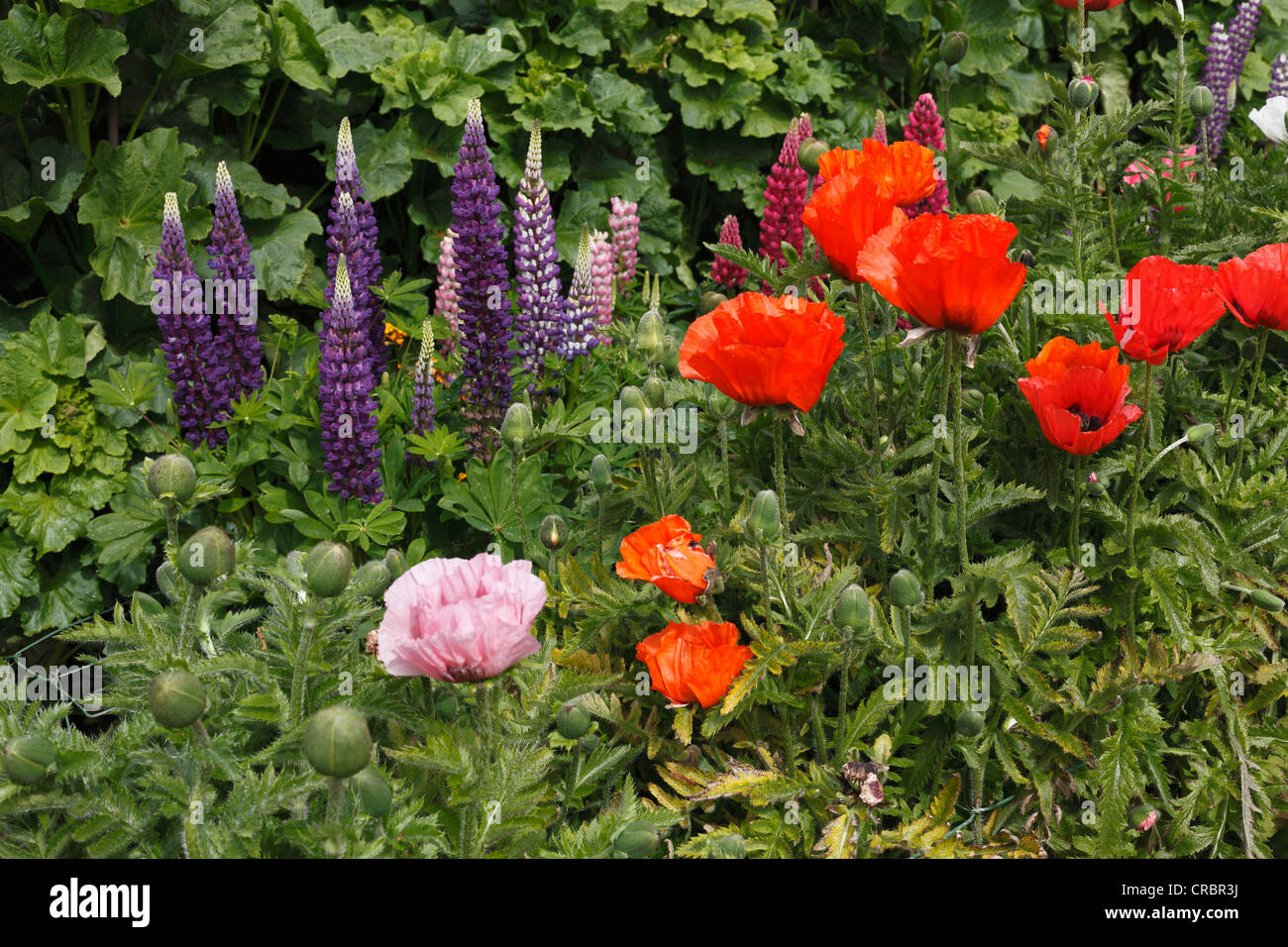 Lupins (Lupinus) et du pavot (Papaver), Jardins du Château de Glenveagh, le parc national de Glenveagh, comté de Donegal, Irlande, Europe Banque D'Images