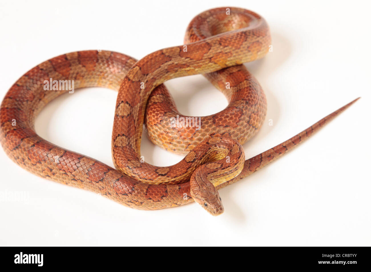 Serpent de maïs sur un arrière-plan blanc coupé Banque D'Images