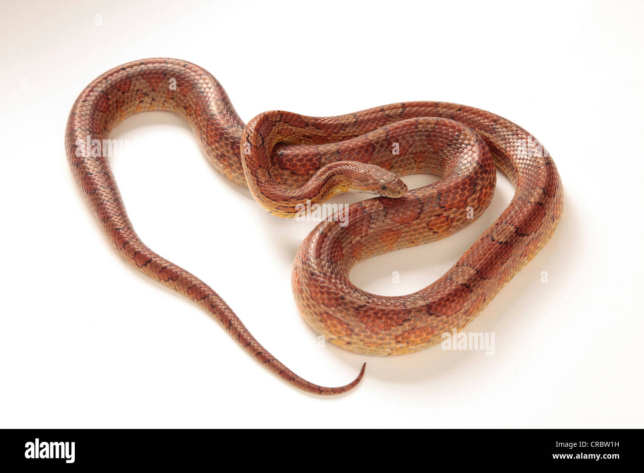 Un Cornsnake sur fond blanc coupé Banque D'Images