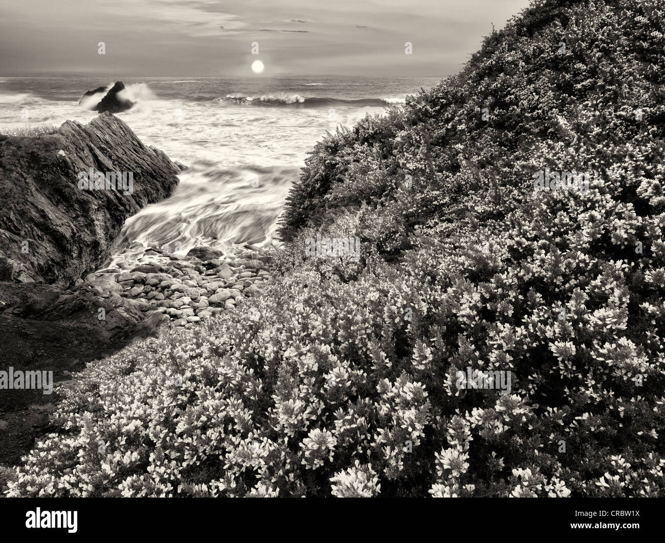 L'ajonc en fleur et les vagues. Harris Beach State Park, Oregon (Cette image est une illustration de la photo, et a été créé à partir de cinq séparé Banque D'Images